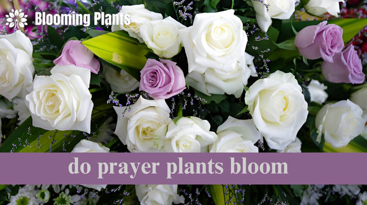 do prayer plants bloom