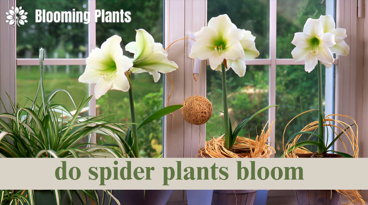 do spider plants bloom