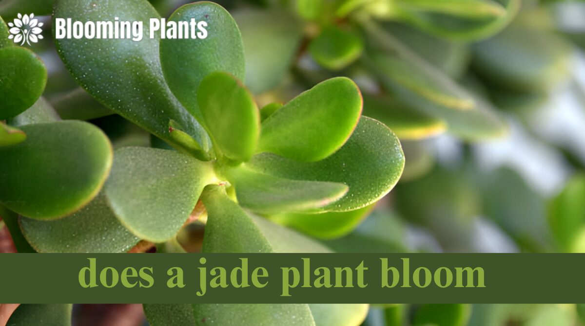 does a jade plant bloom