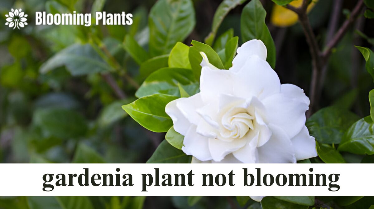 gardenia plant not blooming
