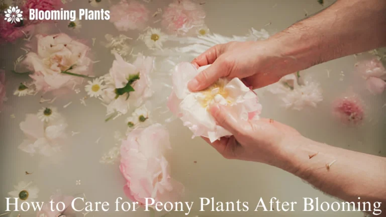 How to Care for Peony Plants After Blooming