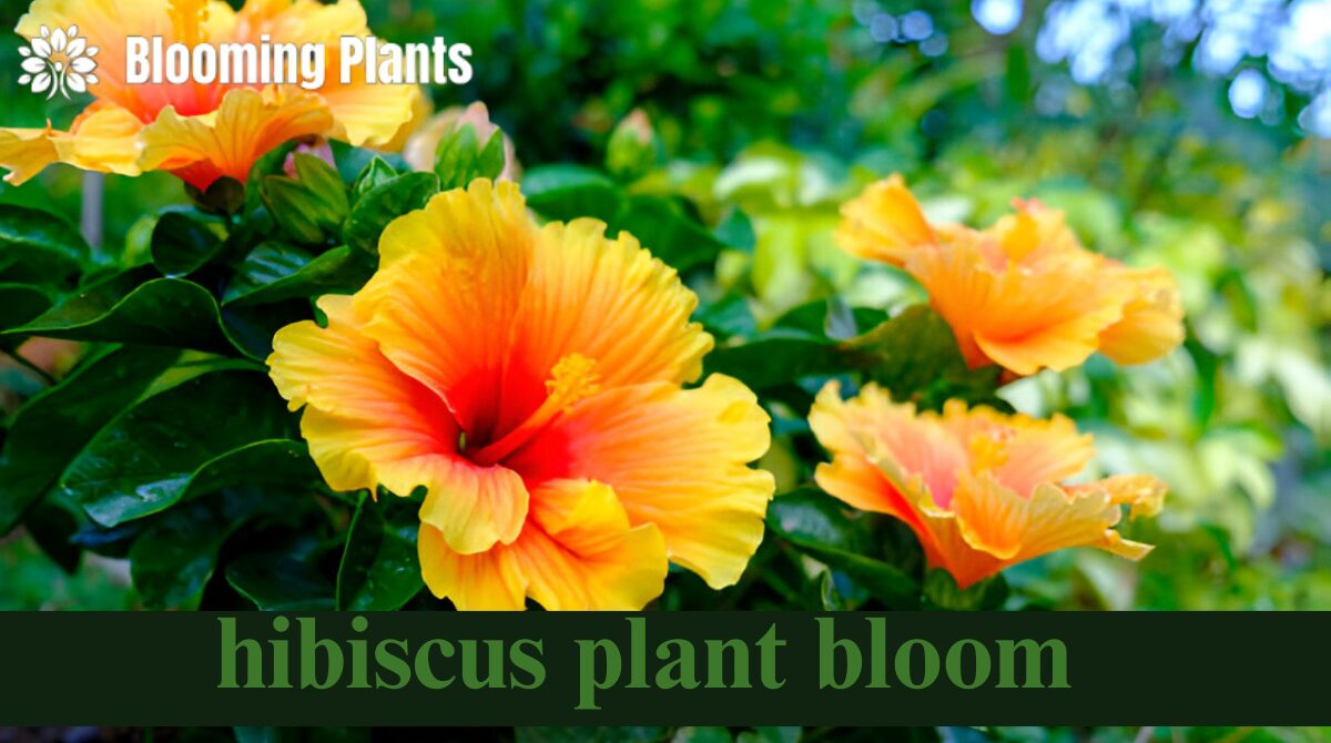when do hibiscus plants bloom