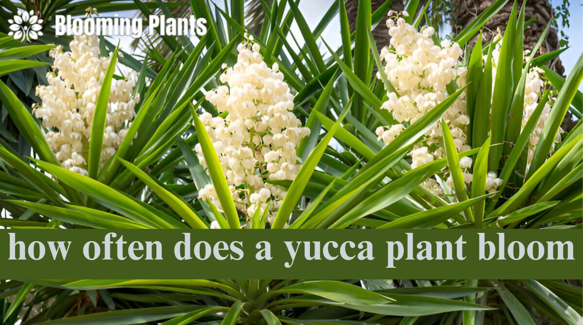how often does a yucca plant bloom