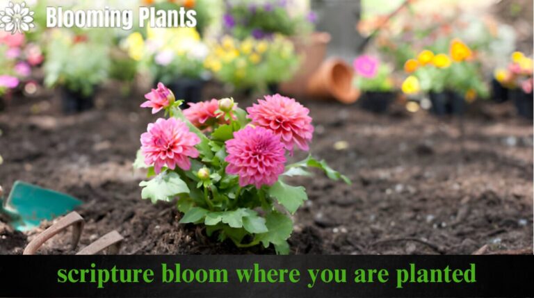 scripture bloom where you are planted