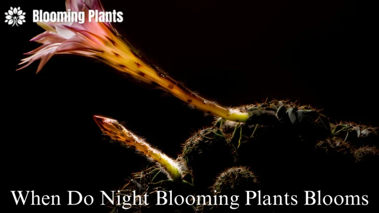 When Do Night Blooming Plants Bloom