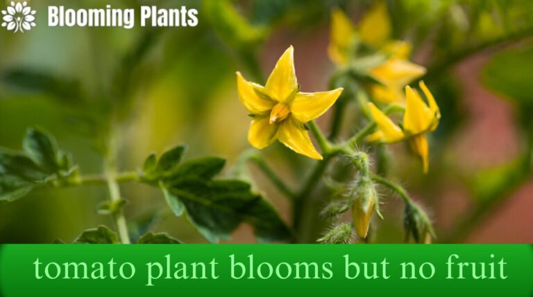 tomato plant blooms but no fruit