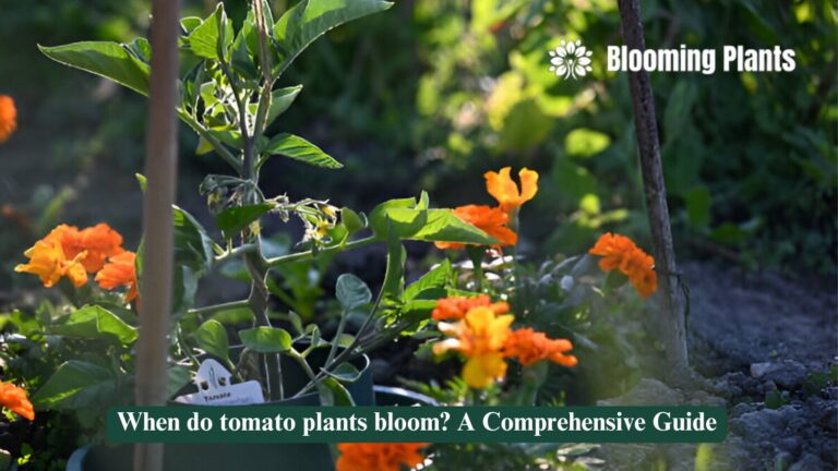 When do tomato plants bloom