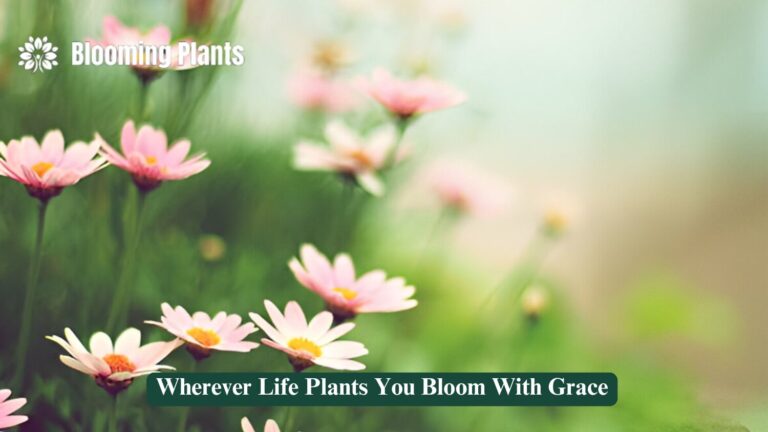 Wherever Life Plants You Bloom With Grace