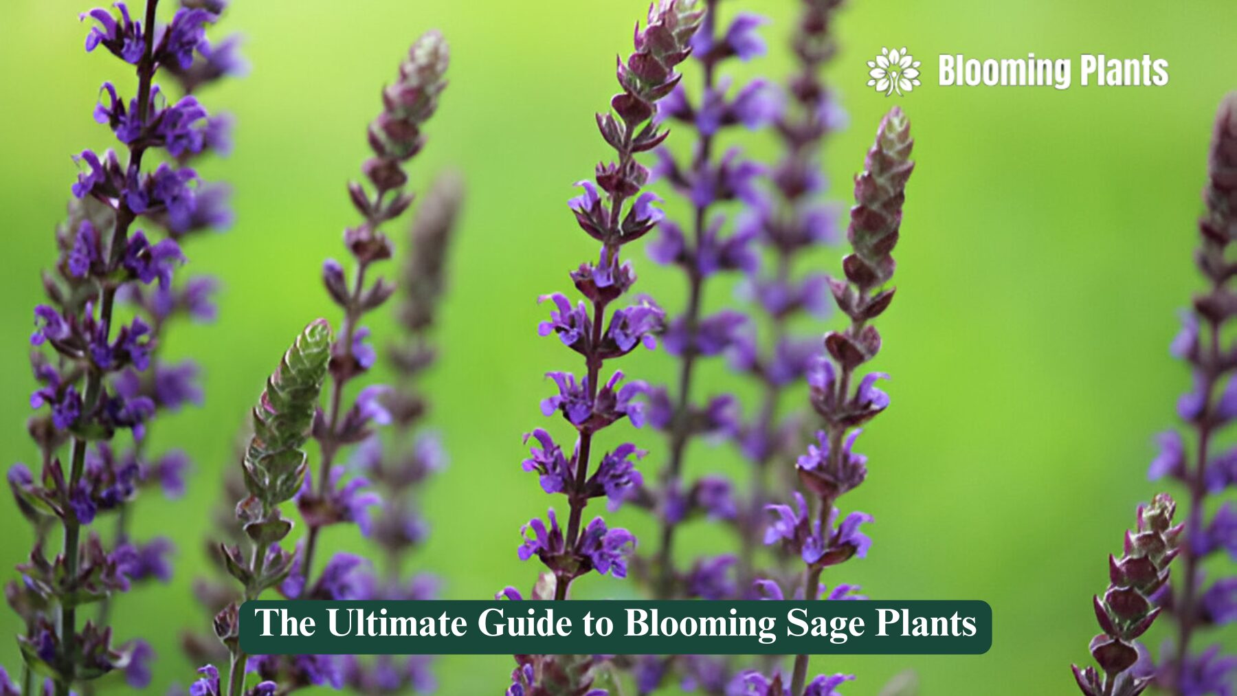 blooming sage plant