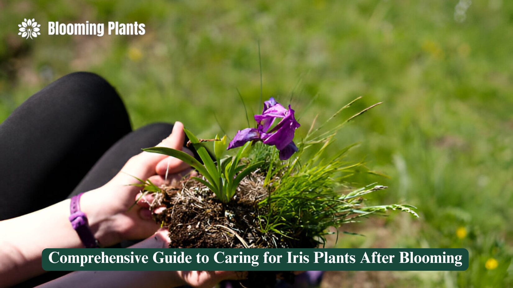 care for iris plants after blooming