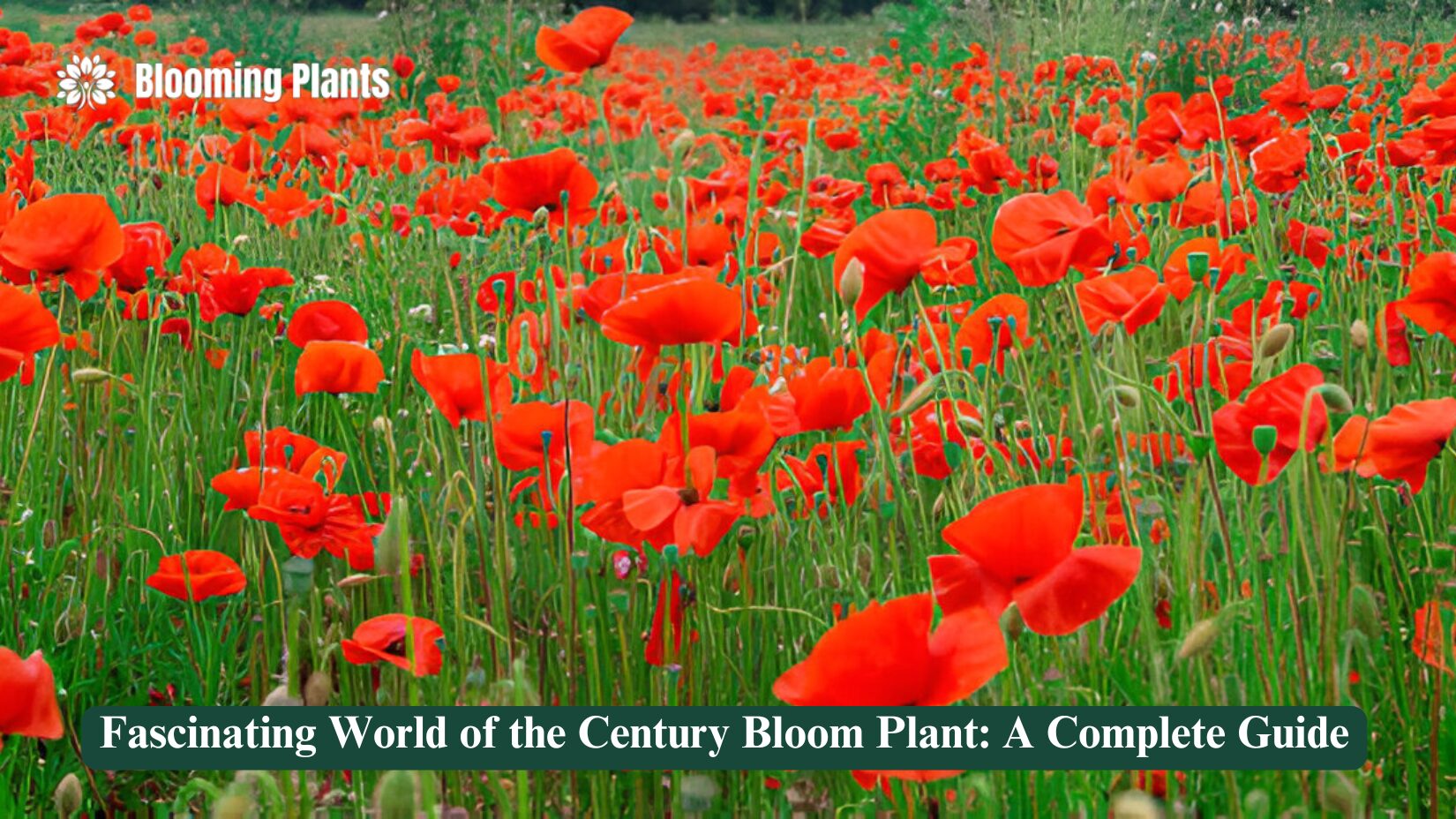 century bloom plant