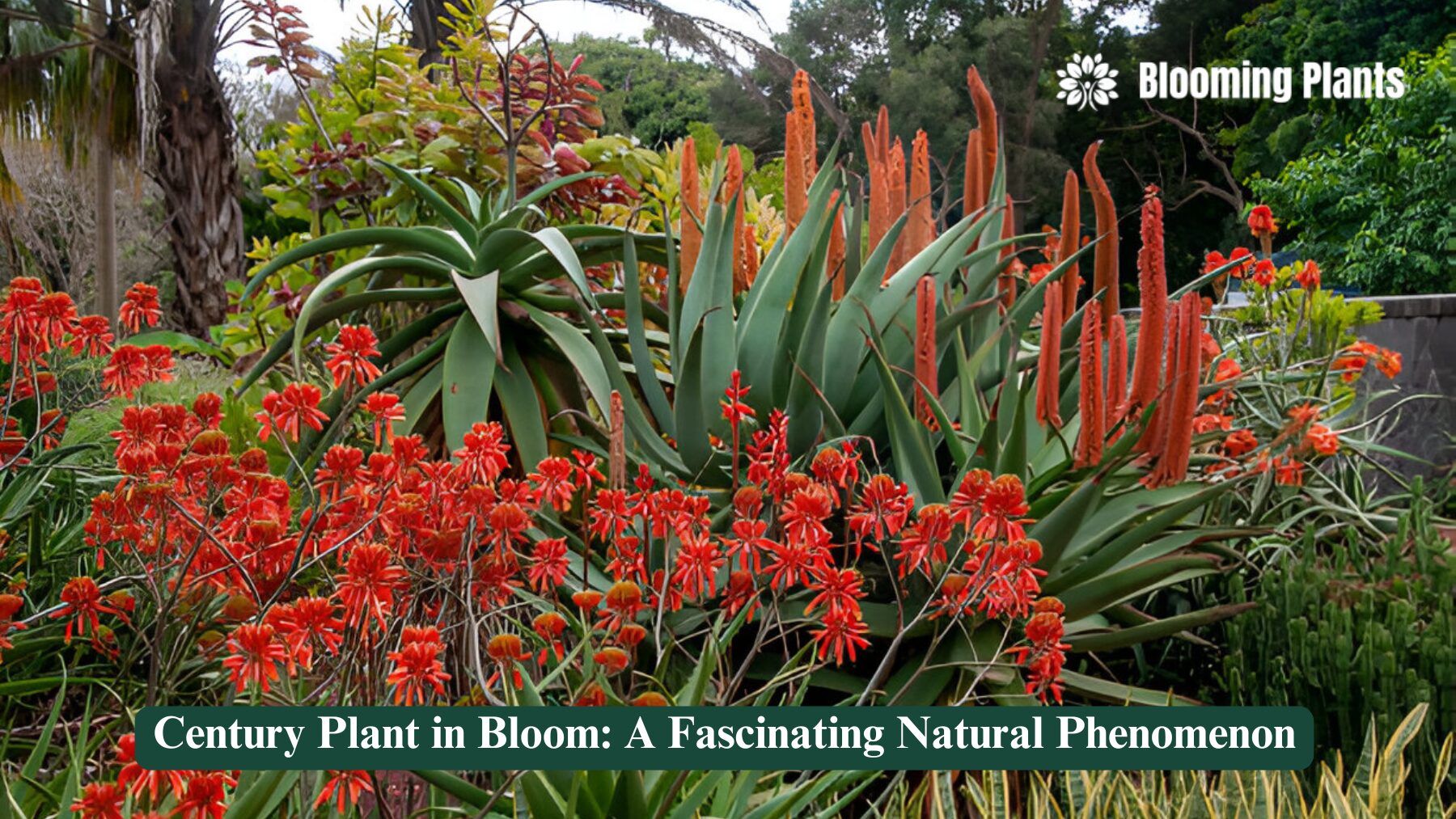 century plant in bloom