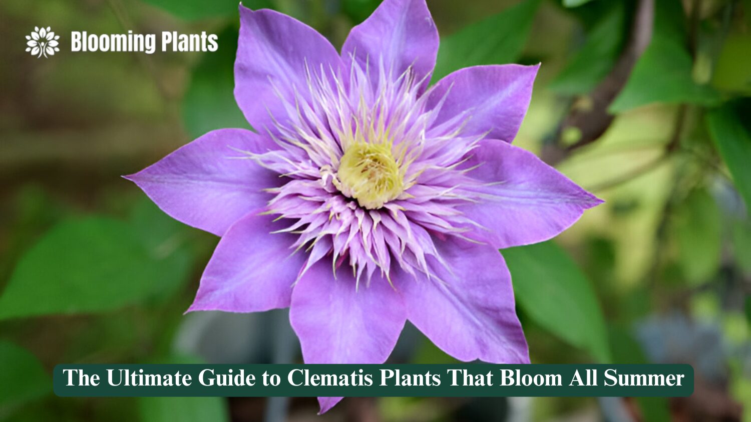 clematis plants that bloom all summer