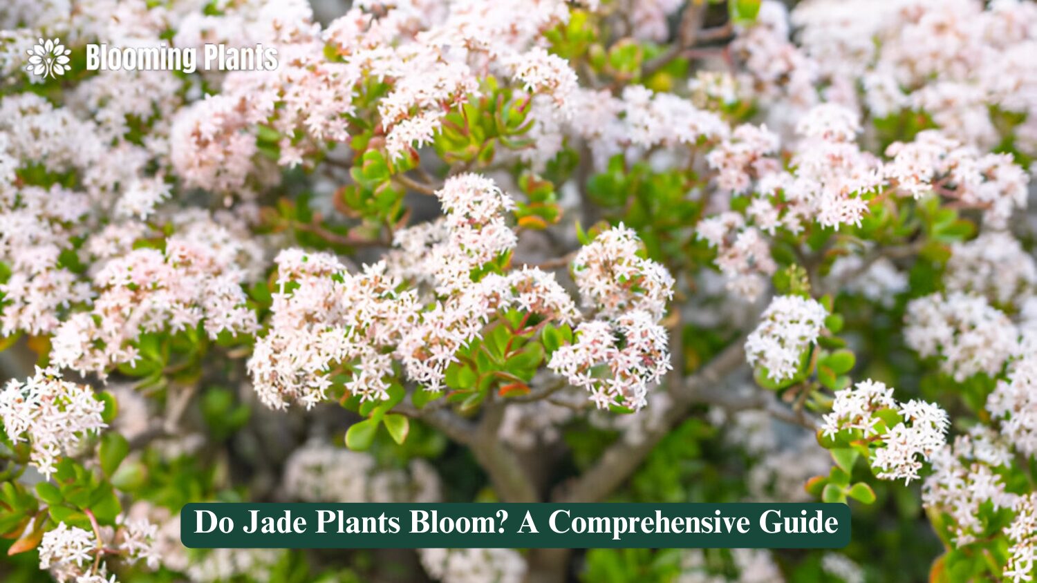 do jade plants bloom