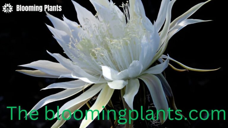 when do night blooming plants bloom