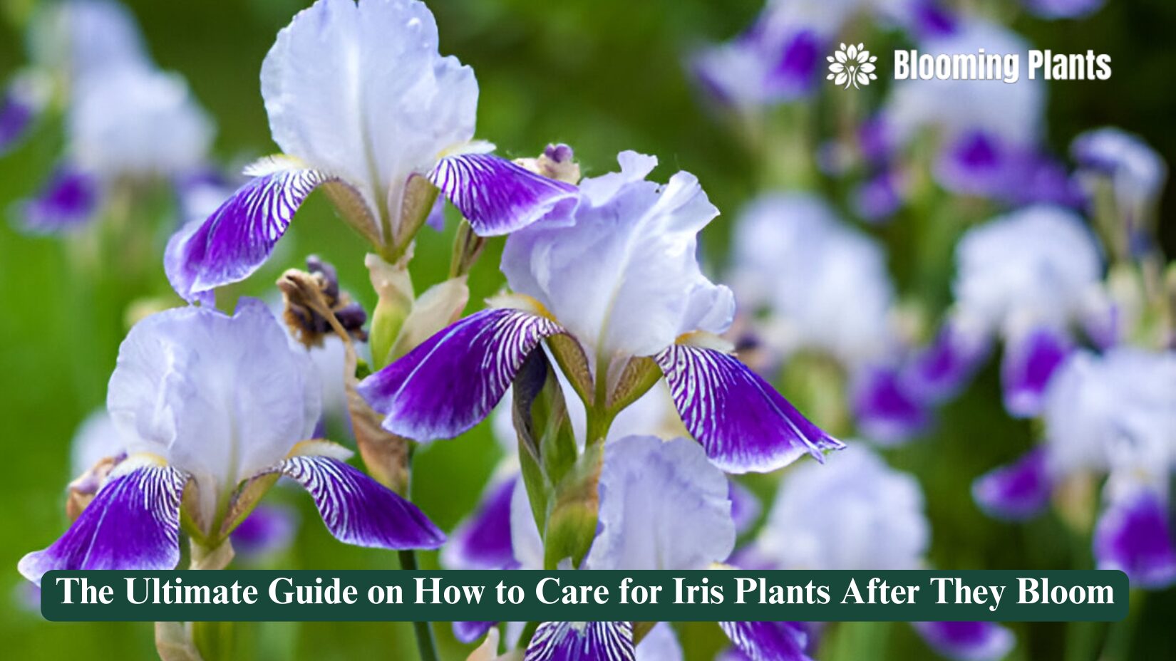 how to care for iris plants after they bloom