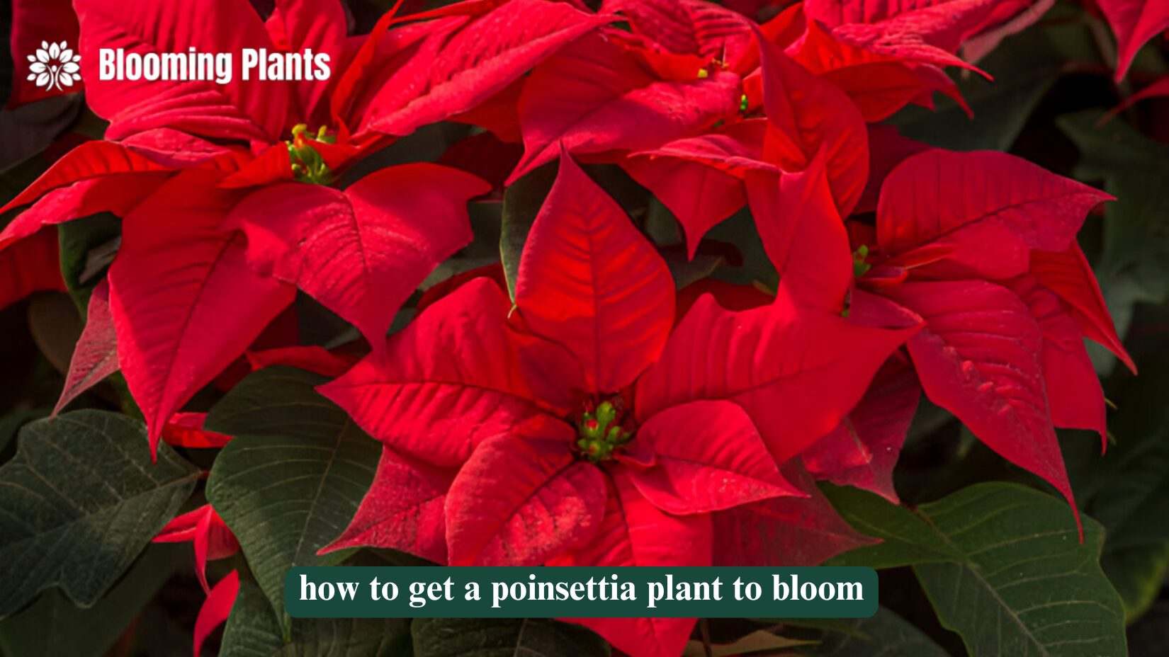 how to get a poinsettia plant to bloom