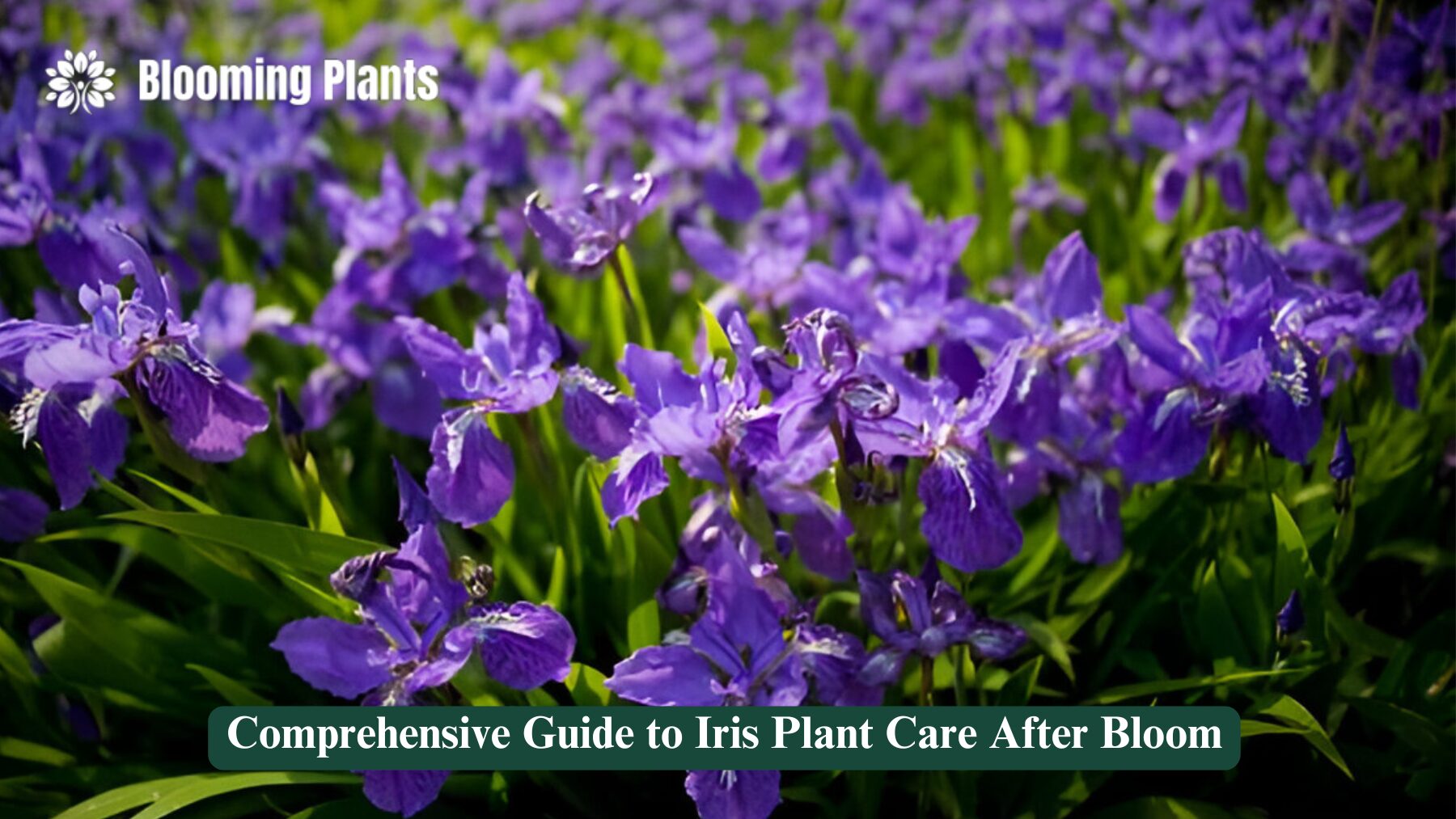 iris plant care after bloom