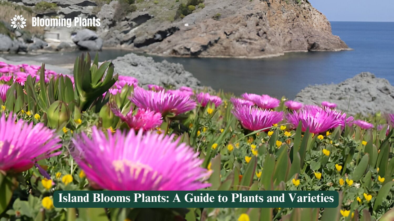 island blooms plants