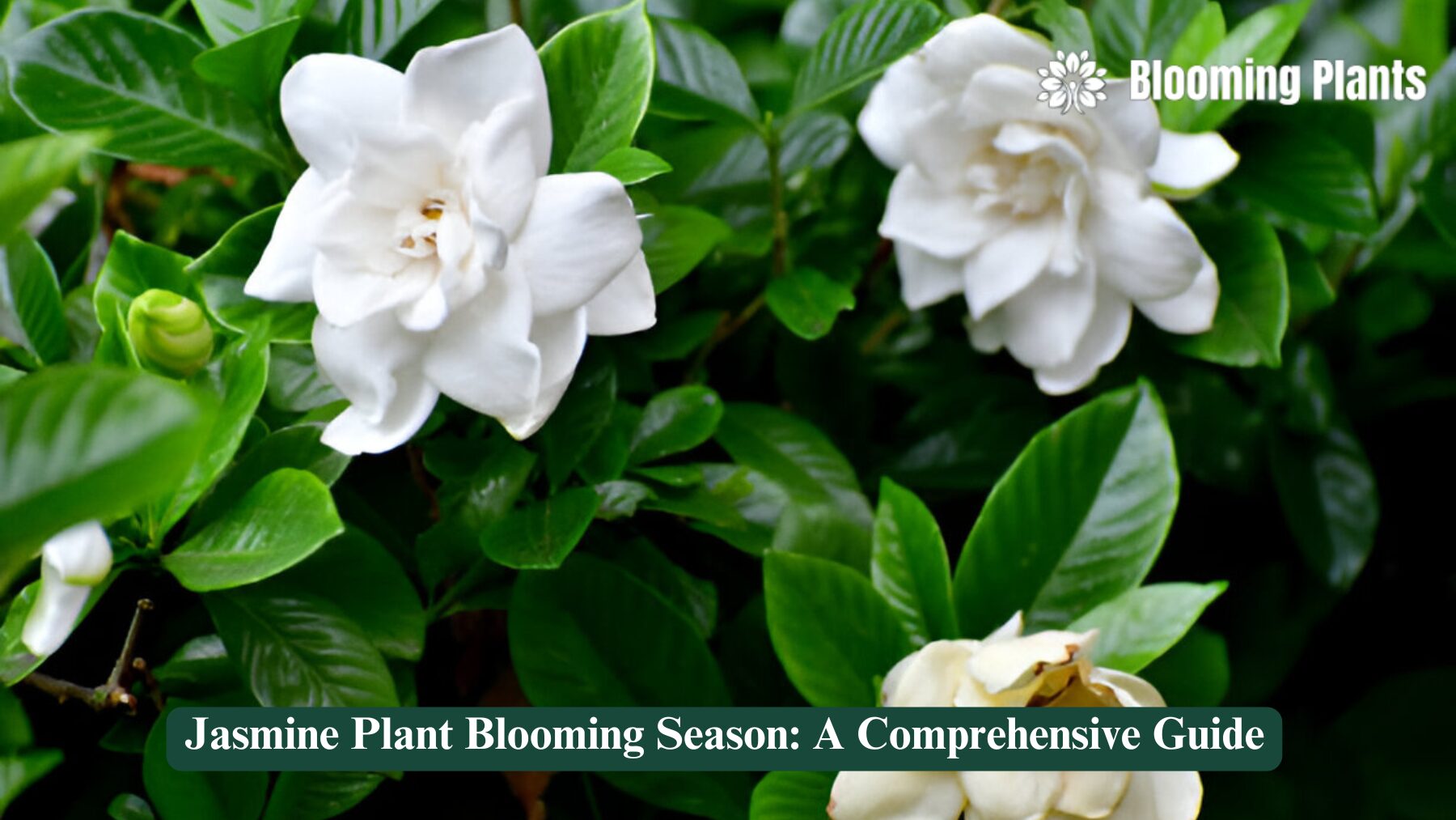 jasmine plant blooming season