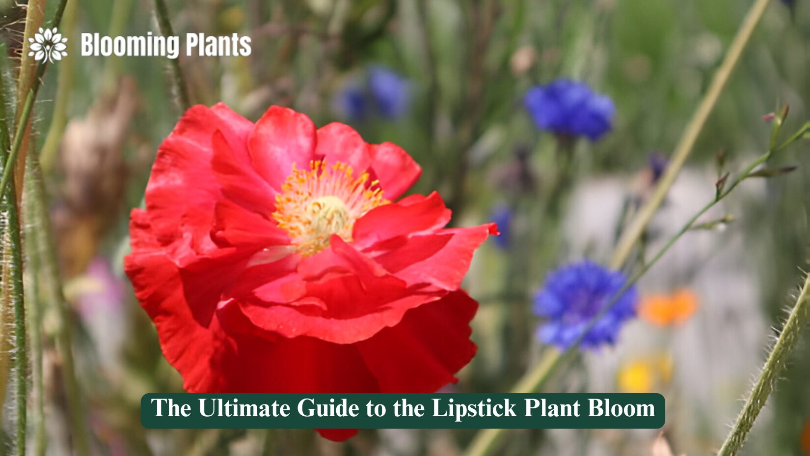 lipstick plant bloom