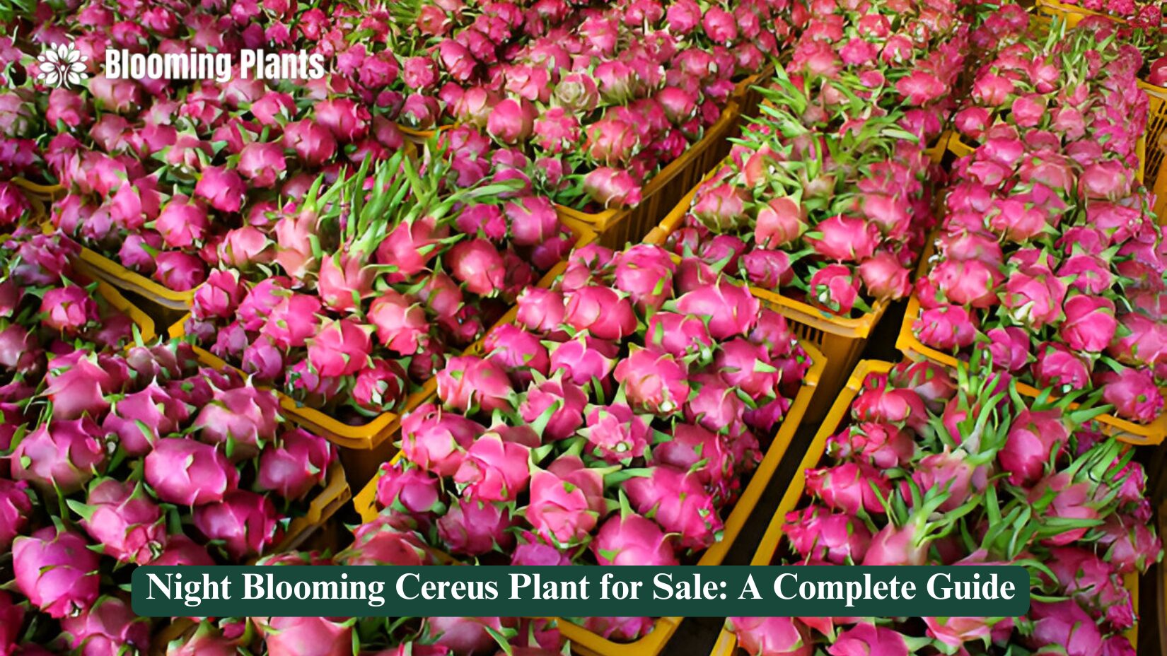 night blooming cereus plant for sale