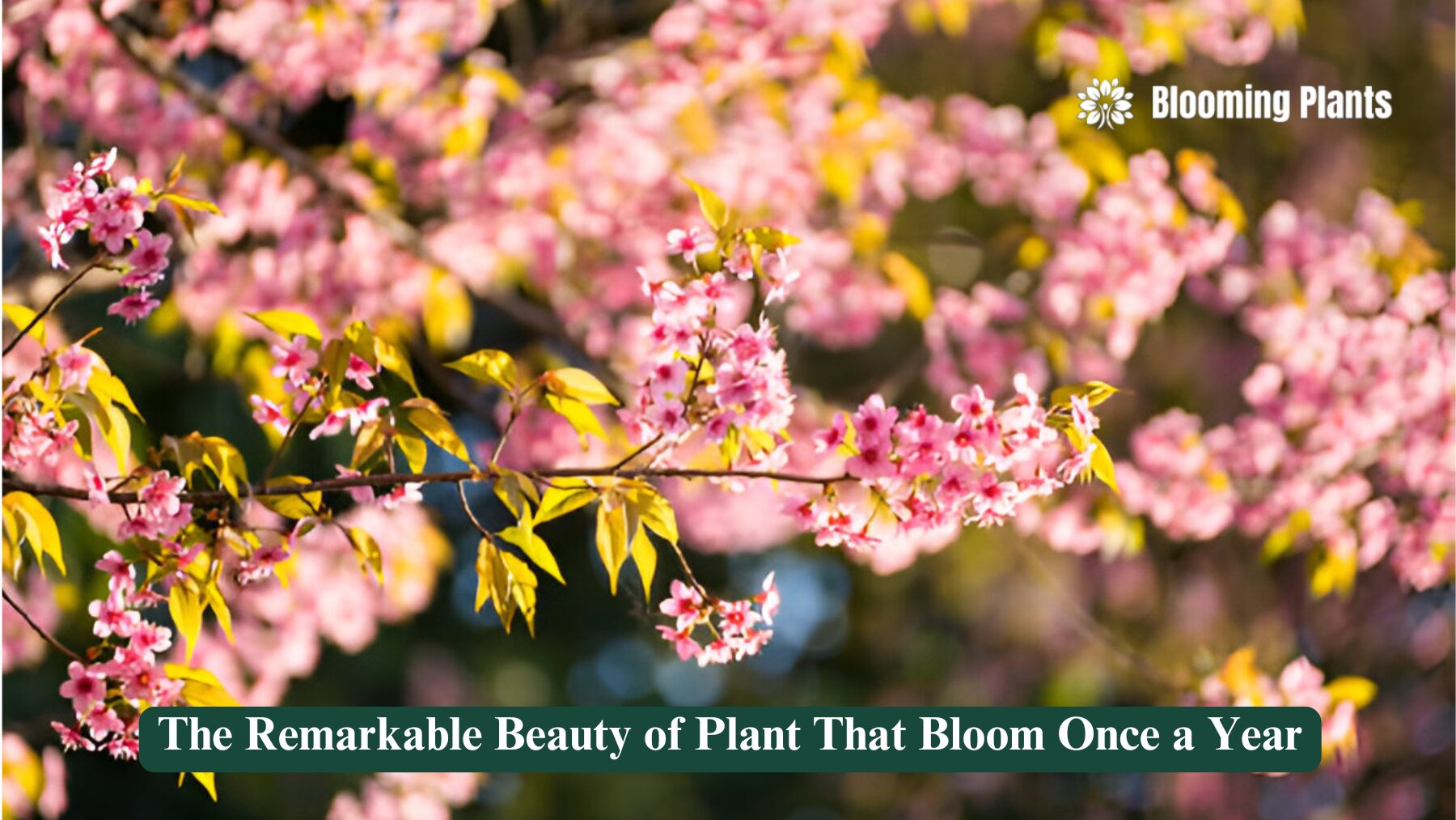 plant that blooms once a year