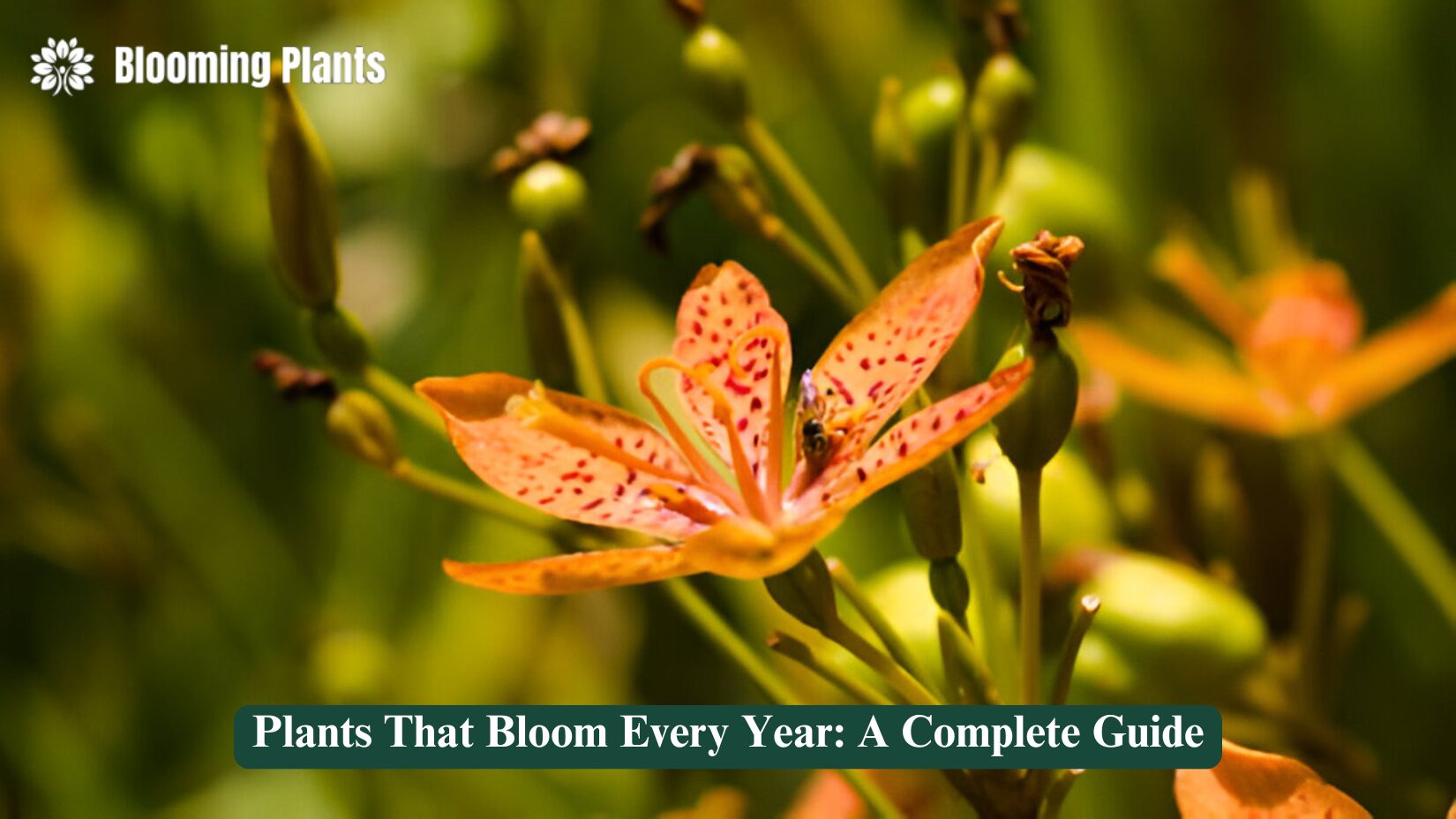 plants that bloom every year