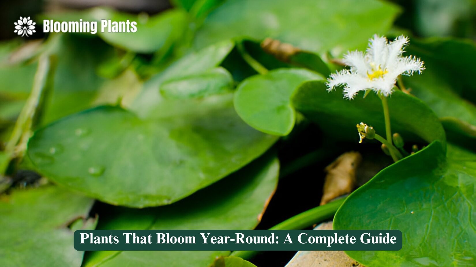 plants that bloom year round