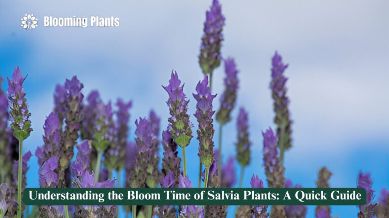 salvia plant bloom time