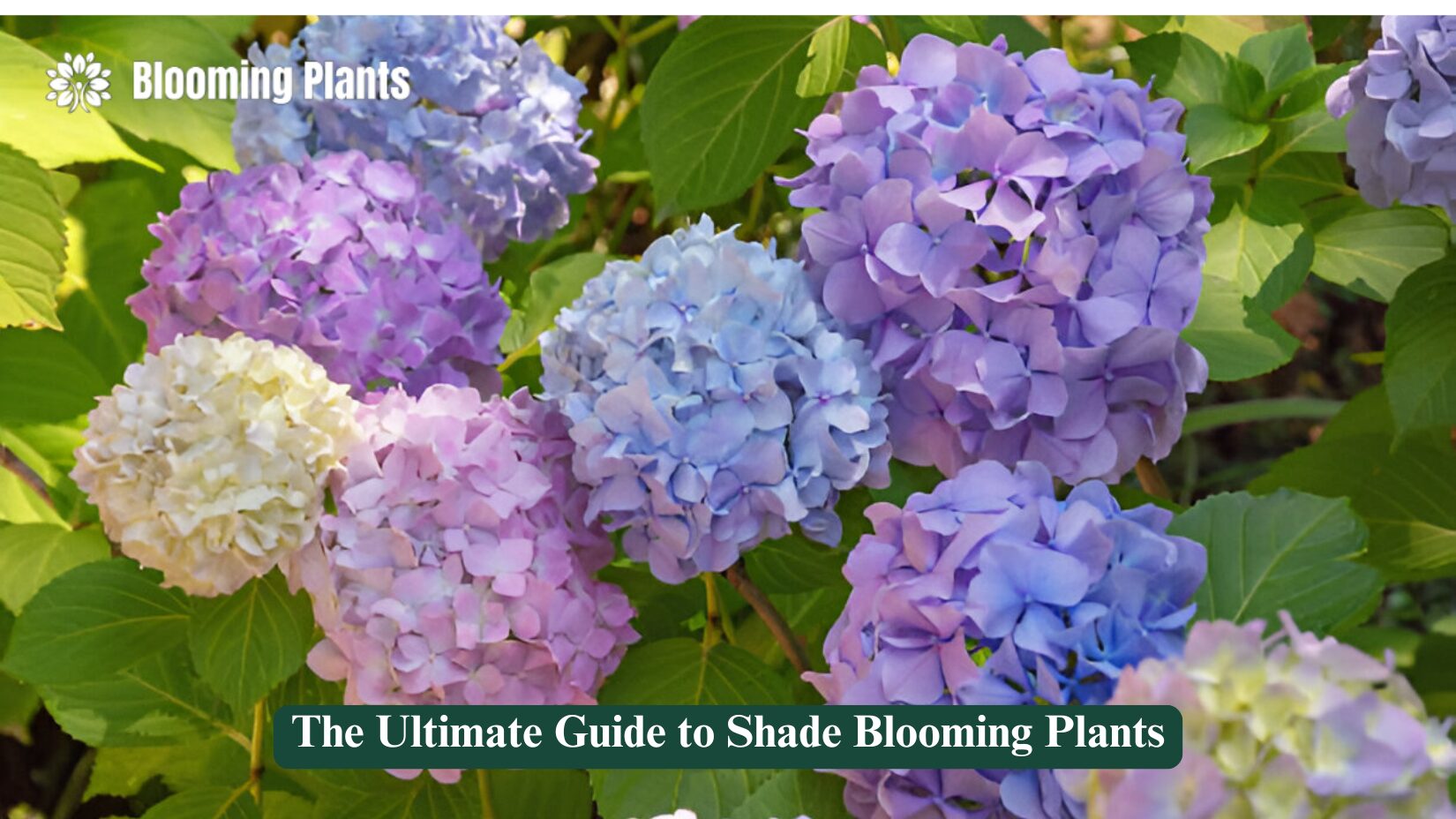 shade blooming plants