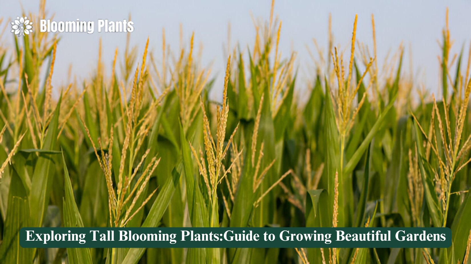 tall blooming plants