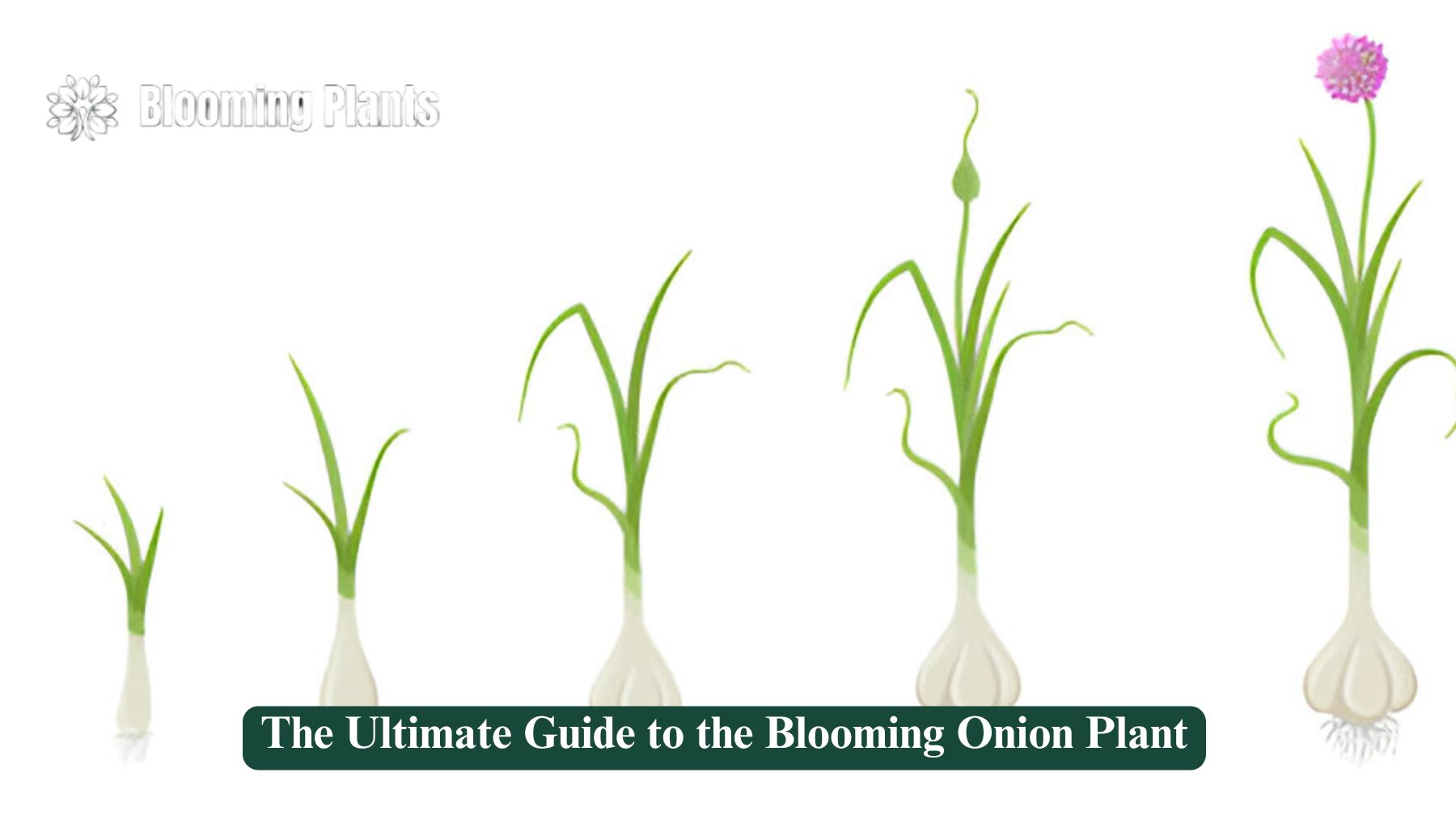 blooming onion plant