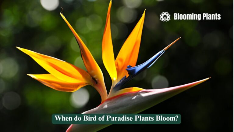 when do bird of paradise plants bloom