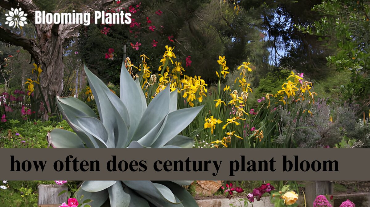 how often does century plant bloom