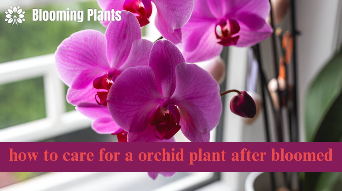 how to care for a orchid plant after bloomed