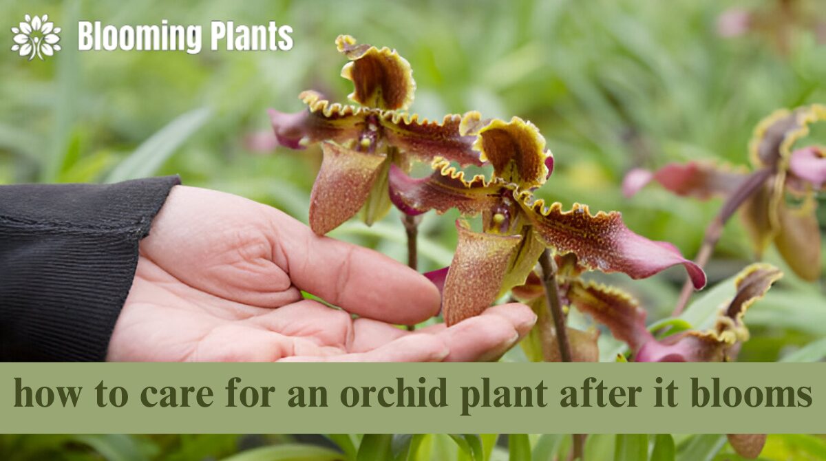 How to Care for an Orchid Plant After It Blooms