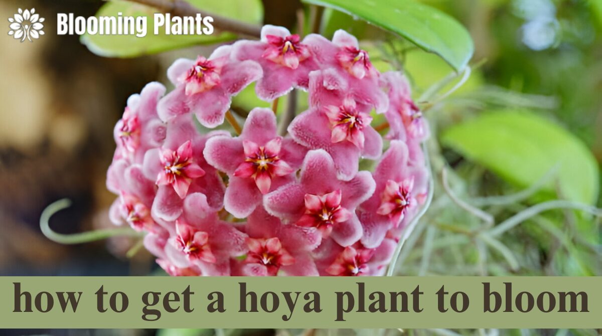 how to get a hoya plant to bloom