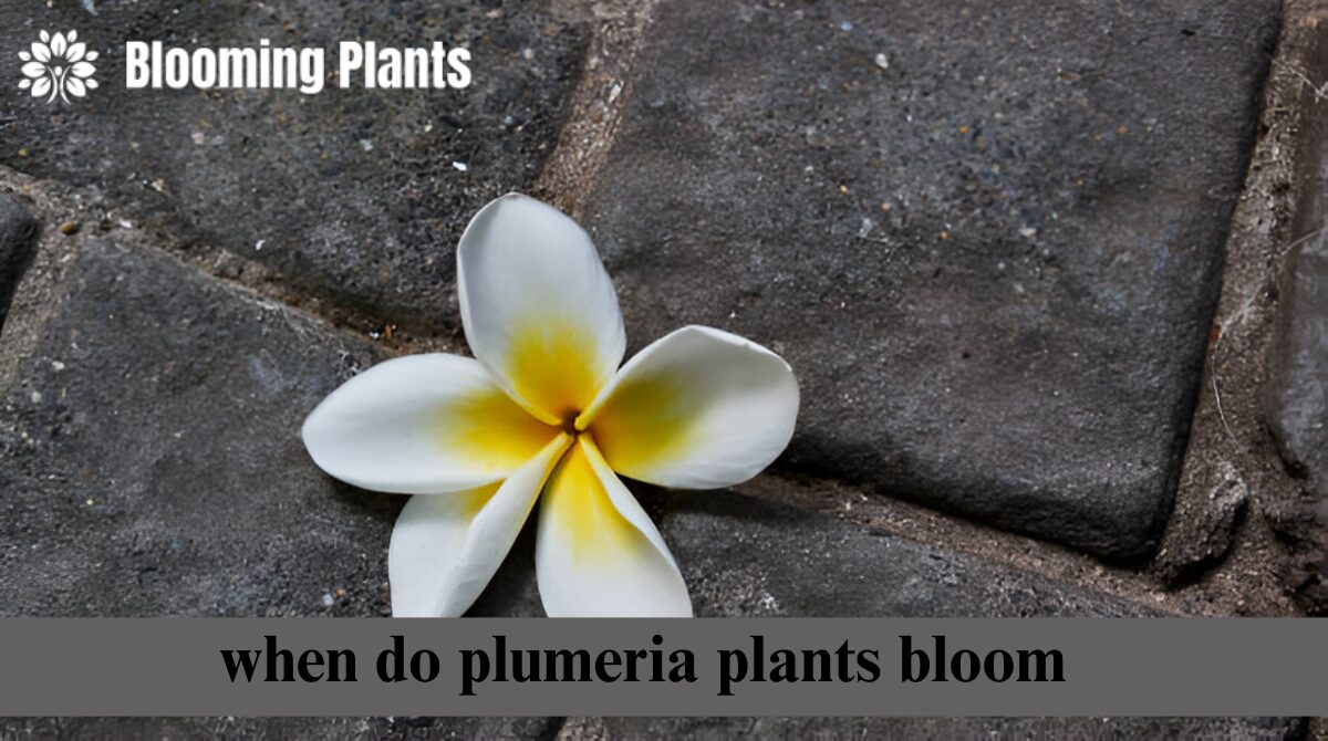 When Do Plumeria Plants Bloom