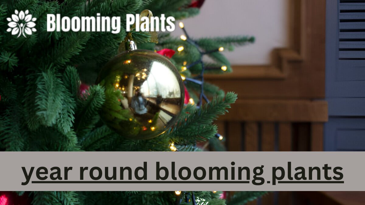 Year Round Blooming Plants