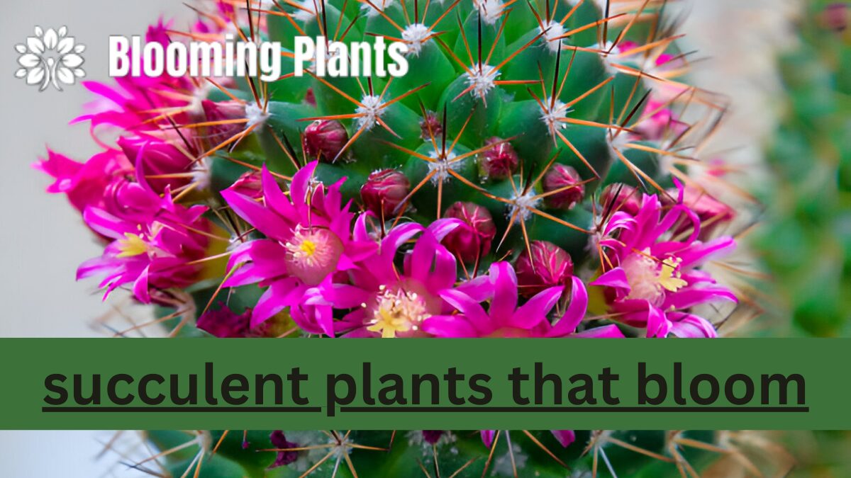 Succulent Plants That Bloom